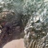 Godzilla Minus One (2023) - close-up of Godzilla